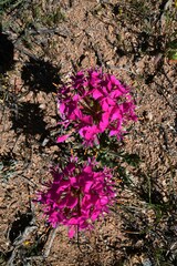 Pelargonium incrassatum