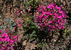 Pelargonium incrassatum