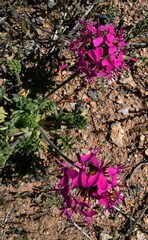 Pelargonium incrassatum