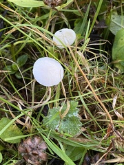 Strobilurus trullisatus