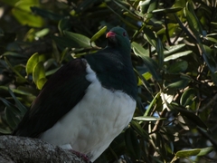 Hemiphaga novaeseelandiae novaeseelandiae