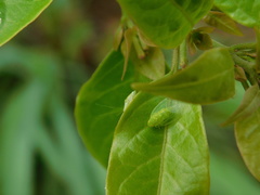 Kallitaxila granulata