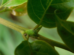 Kallitaxila granulata