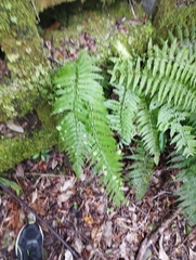 Asplenium bulbiferum