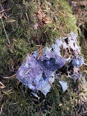 Nectriopsis violacea