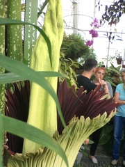 Amorphophallus titanum