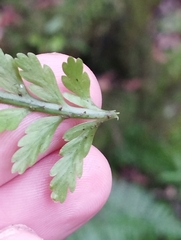 Asplenium bulbiferum