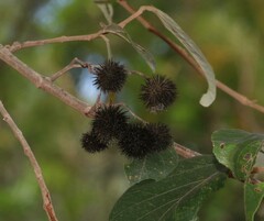Commersonia bartramia