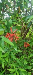 Embothrium coccineum