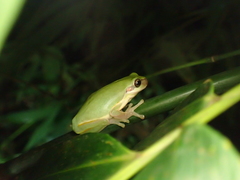 Hyla chinensis