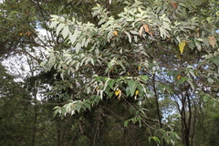 Commersonia bartramia