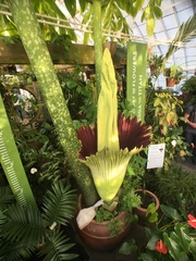 Amorphophallus titanum