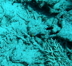 Valenciennea strigata