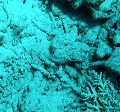 Valenciennea strigata