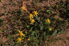 Senecio cardaminifolius