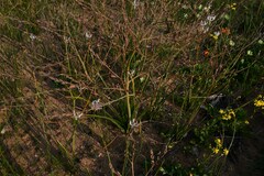 Trachyandra revoluta