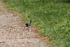 Malurus cyaneus cyaneus