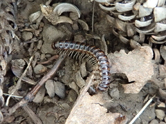 Diplopoda