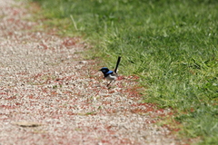 Malurus cyaneus cyaneus