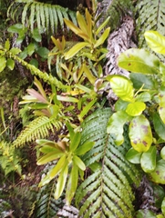 Myrsine salicina