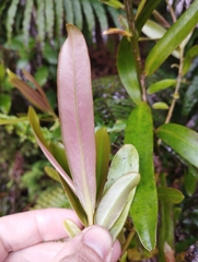 Myrsine salicina