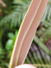 Myrsine salicina