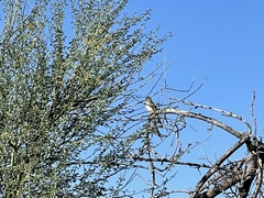 Myiarchus cinerascens