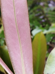 Myrsine salicina