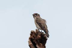 Muscicapa sibirica