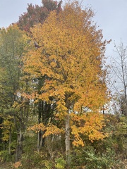Acer saccharum