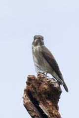 Muscicapa sibirica