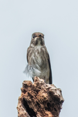 Muscicapa sibirica