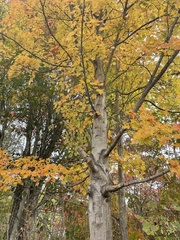 Acer saccharum