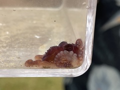 Octopus bocki