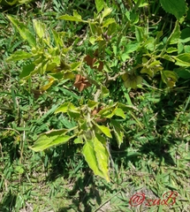 Physalis nicandroides
