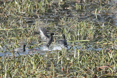 Fulica atra australis