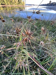 Rhynchospora corniculata