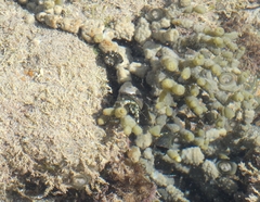 Pagurus novizealandiae