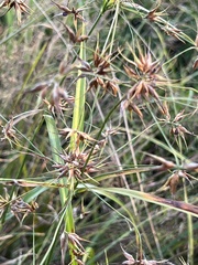 Rhynchospora corniculata