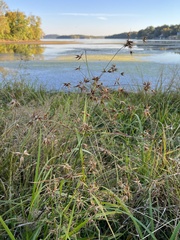 Rhynchospora corniculata