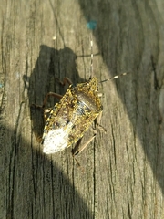 Rhaphigaster nebulosa