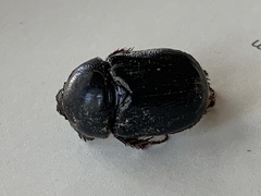 Pentodon algerinus dispar