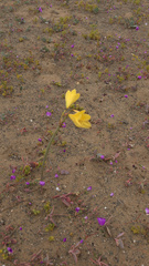 Zephyranthes bagnoldii