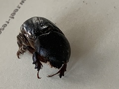 Pentodon algerinus dispar