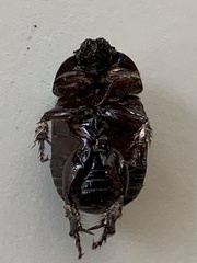 Pentodon algerinus dispar