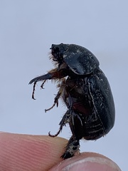 Pentodon algerinus dispar