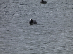 Fulica atra australis