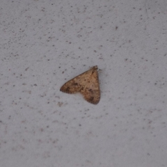 Asciodes gordialis