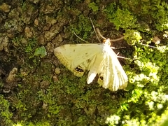 Cataclysta lemnata