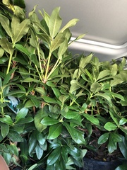 Rhododendron ponticum